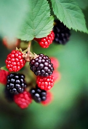 黑莓桑葚局部特写摄影图片